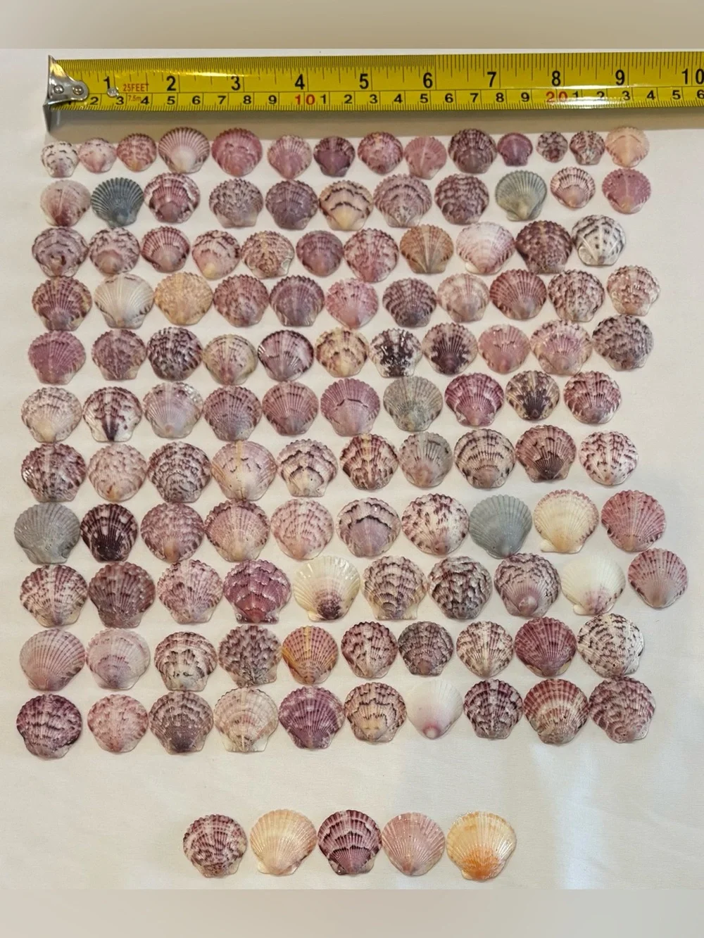 120 LOT SEA SHELLS SANIBEL FL. SCALLOP SMALL TINY MIX CRAFT COLLECT SCALLOPS